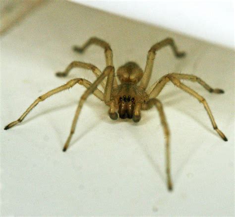Long Legged Sac Spider Cheiracanthium Mildei By Wanderingmogwai On