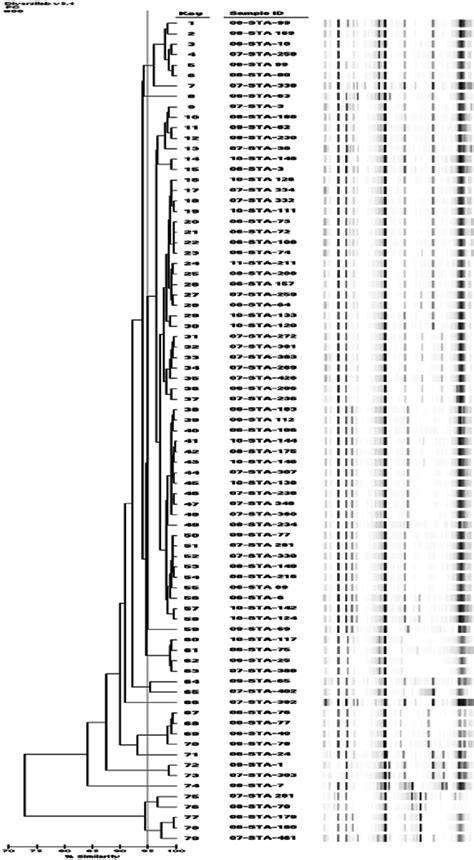 Randomly Amplified Polymorphic Dna Rapd Based Dendrogram Showing