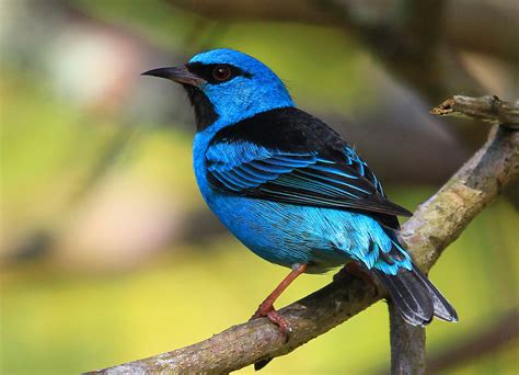 Corre Por Las Ramas Y Generalmente Vuela Acorta Distancia Dacnis Azul