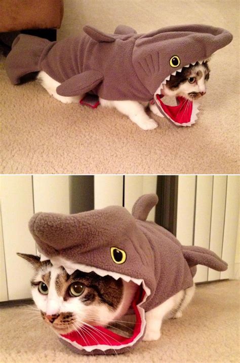 1000 Images About Cat Costumes On Pinterest Pets Sushi