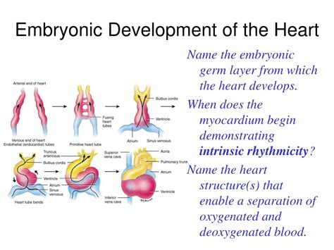 Embryology Of Heart