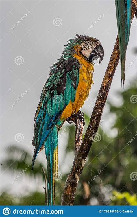 Ara Ararauna On The Branch Blue And Yellow Macaw Sitting On A Tree