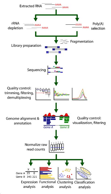 A Typical Rna Seq Analysis Pipeline Extracted Rna First Undergoes