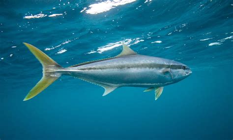 Discover 10 Spectacular Fish Found In New Zealand