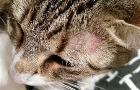 Kedilerde Mantar Hastalığı Kedi Hayvanları Blog