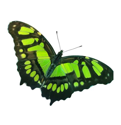 June Siproeta Stelenes Pupae — Bugs And Butterflies Uk