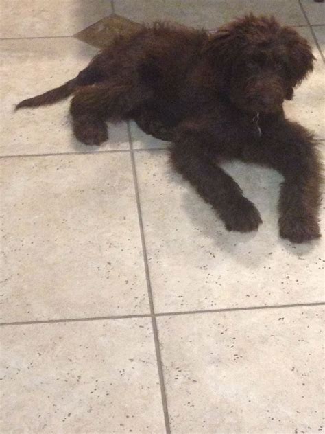 My 3 Month Old Labradoodle 3 Month Olds Labradoodle Haha