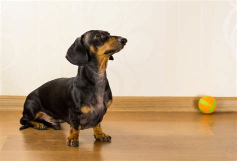 Back Problems In Dachshunds Petmd