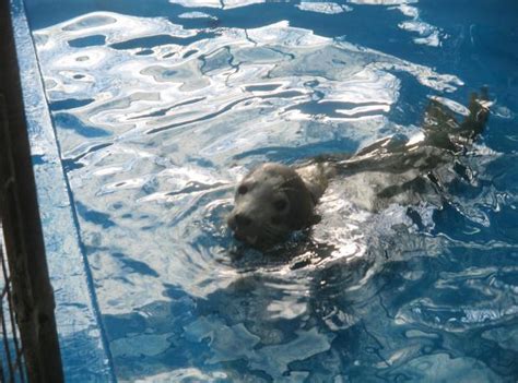 Bonnie The Seal Pup Takes Her First Dip At The Gspca Gspca Guernsey