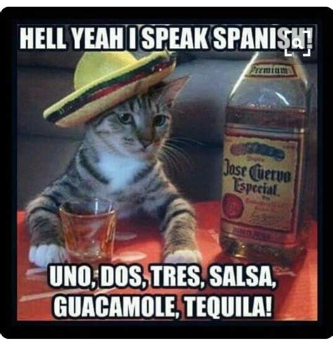 Tequila Funny Cats Funny Animals Funny Jokes Animal Funnies