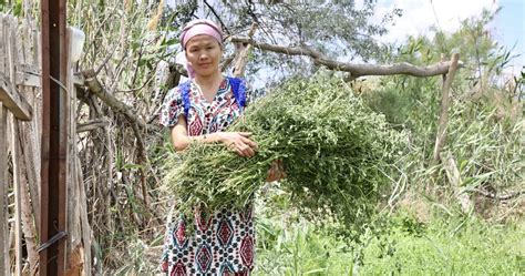 Public Private Partnership To Spearhead Farmer Centered Agriculture Insurance In Uzbekistan