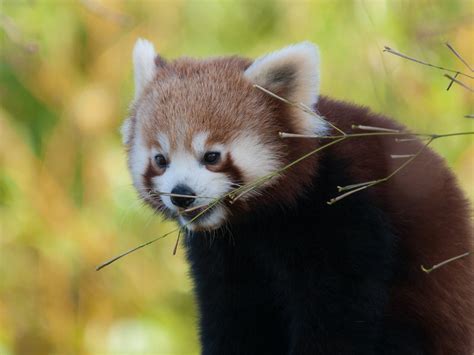 Red Panda Red Panda At Paradise Wildlife Park Broxbourne Flickr
