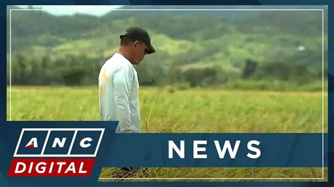 Nueva Ecija Farmers Reel From Impact Of Typhoon Karding ANC YouTube