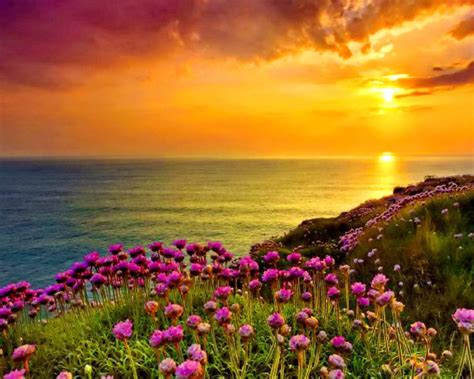 Golden Shine Orange Sky Sunset Sea Ocean Coast With Purple Flowers