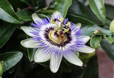 Passiflora Caerulea The Blue Passionflower Bluecrown Passionflower Or