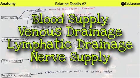 Palatine Tonsils 22 Blood Supply Lymphatic Drainage Venous