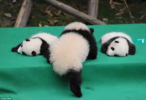 Pandas Make Havoc At Chengdu Giant Panda Breeding Base Daily Mail Online