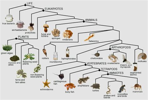 Cladogram Of Life Apologia General Science Science Curriculum