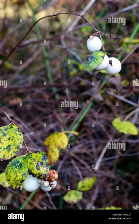Symphoricarpos X Doorenbosii Snowberry White Hedge In A Surrey