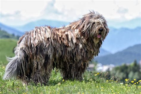 Bergamasco Burvet Bursa Veteriner Kliniği