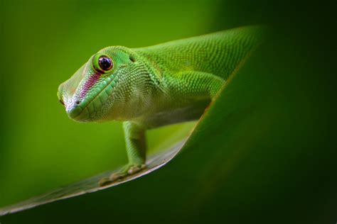 Giant Day Gecko Wallpapers Wallpaper Cave
