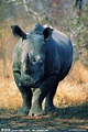 西非黑犀牛_360百科