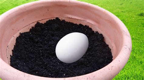 Bury An Egg In Your Garden Soil And What Happens A Few Days Later Will