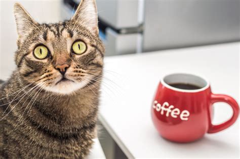 Is Coffee Bad For Cats What Happens To A Cat On Caffeine