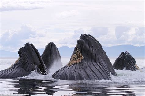 Humpback Whales In Feeding Frenzy In Alaska S Inside Passage In Pacific Ocean Daily Mail Online