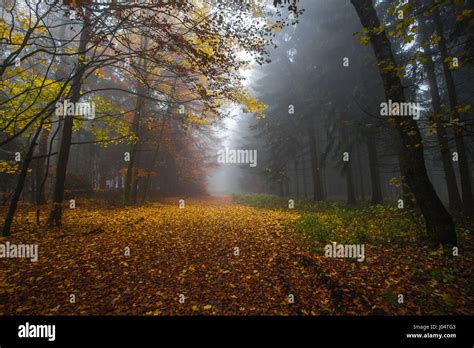 Autumn In German Mountains And Forests During A Hiking Tour In Some