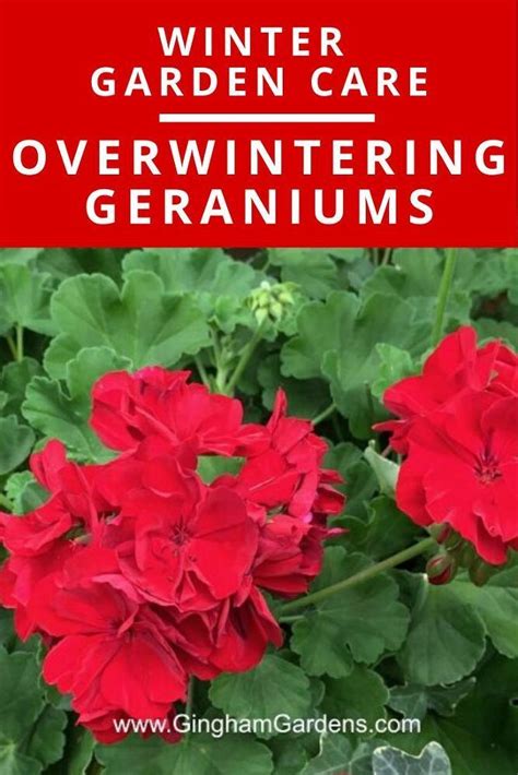 Winter Landscaping Geranium Care Tips On How To Care For Your Geraniums