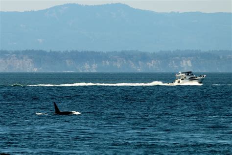 New Guidelines Introduced To Reduce Impacts To Southern Resident Orcas