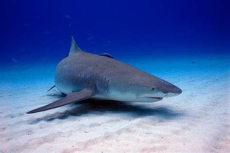 Meet Blondie Floridas Friendly Lemon Shark Aquaviews