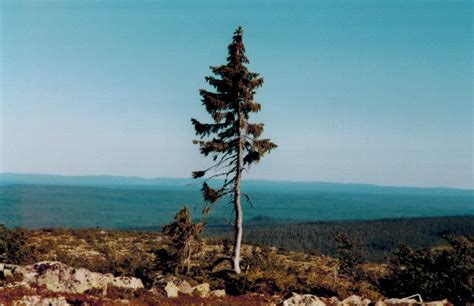 Bij het meten van de dikste boom ter wereld wordt tegenwoordig. De oudste, de breedste, of de eenzaamste: 12 prachtige ...