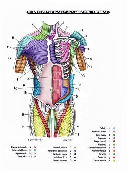 Muscle Anatomy Drawing