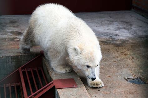 Russian Military Flies Polar Bear From Far East To Moscow The Seattle