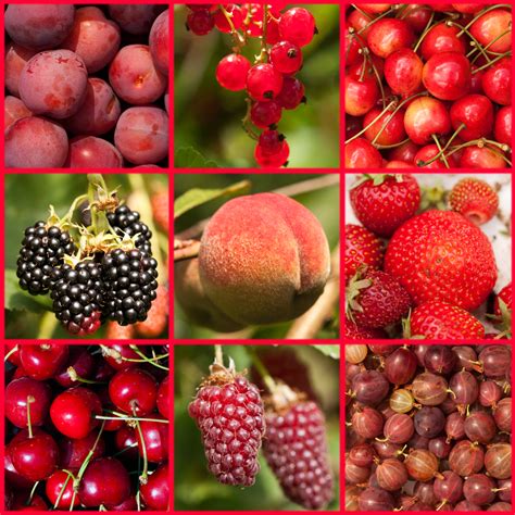 My World In 3x3 Photos Red Fruit Harvest
