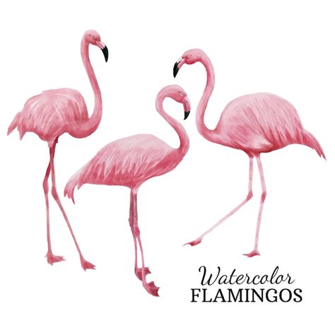 Premium Vector Watercolor Flamingos