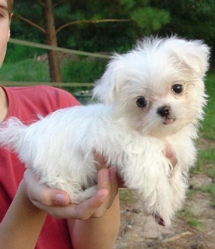 Lovely Male And Female Teacup Maltese Puppies For Adoption For Sale In