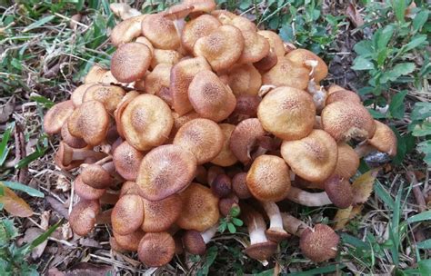 What Is Honey Fungus And Why Removing Tree Stumps Helps