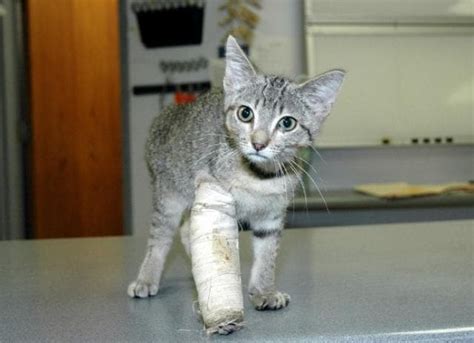 Front Leg Injury In Cats Petmd