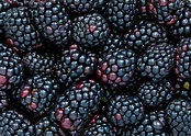 Blackberries, the wonder fruit!