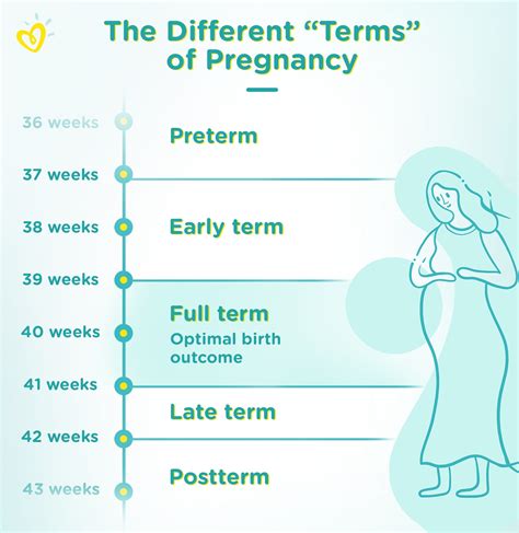 Full Term Pregnancy Explained Pampers Grain Of Sound