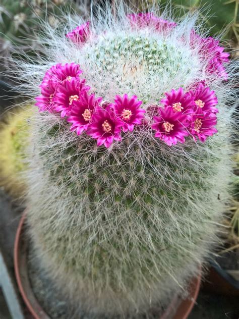 Mammillaria Hahniana Old Lady Cactus World Of Succulents