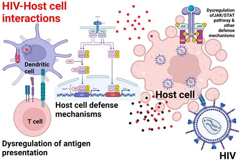 Cells Free Full Text Hivhost Cell Interactions