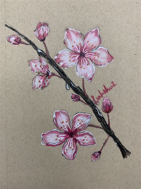 Cherry Blossom Spring Drawings Quick Beautiful Sketches Drawing