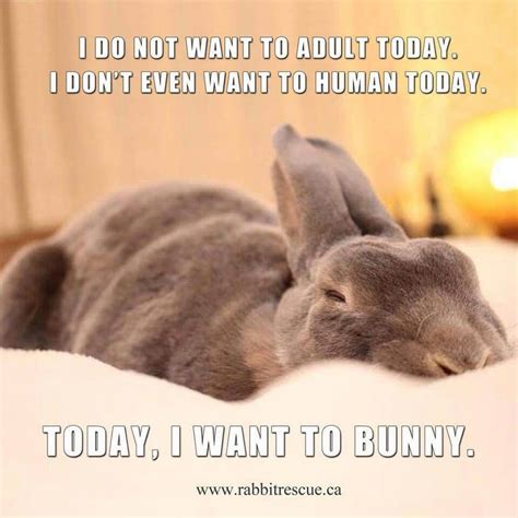 Everyday Bunny Cute Bunny Animal Memes