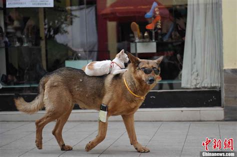 Dog Carrying Cat Down Street Sweet Couple 5 Peoples Daily Online