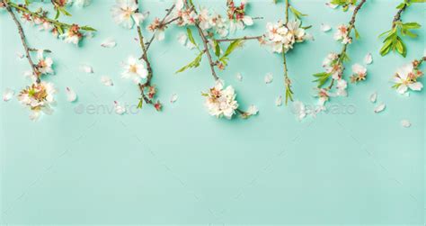 Spring Almond Blossom Flowers Over Light Blue Background
