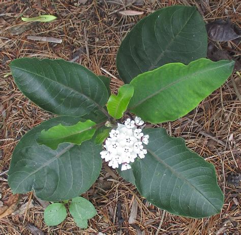 Redring Milkweed Seeds Asclepias Variegata Milkweed 4 Monarchs